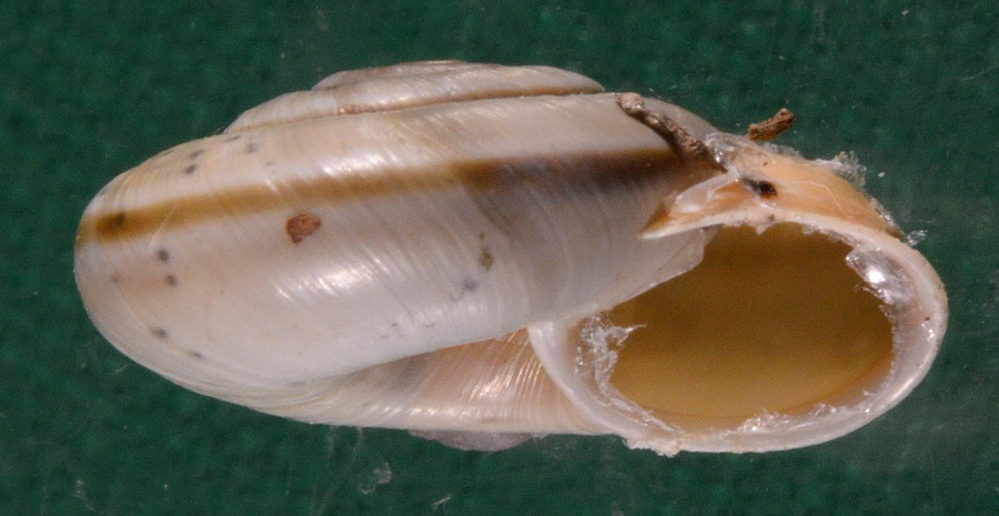 Chilostoma cingulatum nicatis (Costa, 1836)